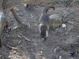Tiergarten Schönbrunn am 05.03.2026